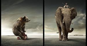 Картинка Медведь Бурые Медведи Слоны Животные