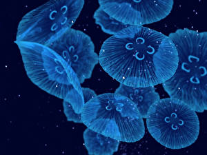 Обои Подводный мир Медузы Животные